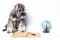 Sad Miniature Schnauzer white and gray color sitting next to a notepad and pen, globe on a light background