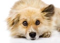 Sad mixed breed dog lying in front. isolated on wh Royalty Free Stock Photo
