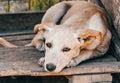 sad mongrel puppy lies on wooden boards