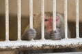 Sad monkey behind bars Royalty Free Stock Photo