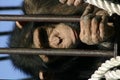 Sad monkey behind bars Royalty Free Stock Photo