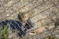 Sad monkey behind bars in the zoo`s aviary. Royalty Free Stock Photo