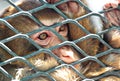 Sad monkey in cage Royalty Free Stock Photo