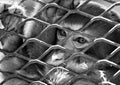 Sad monkey in cage Royalty Free Stock Photo