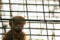 Sad monkey in cage - baby macaque monkey held captive Royalty Free Stock Photo