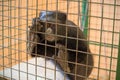 Sad monkey in a cage Royalty Free Stock Photo