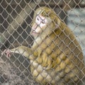 Sad monkey in cage Royalty Free Stock Photo