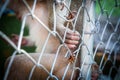 Sad monkey in a cage at the zoo. Royalty Free Stock Photo