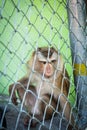 Sad monkey in a cage at the zoo Royalty Free Stock Photo