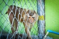 Sad monkey in a cage at the zoo Royalty Free Stock Photo