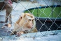 Sad monkey in a cage at the zoo Royalty Free Stock Photo