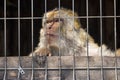 Sad monkey in cage at zoo. Lonely macaque in cell looking forward. Caged hairy primate at zoo. Cruelty and sadness concept.