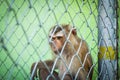 Sad monkey in a cage at the zoo. Royalty Free Stock Photo