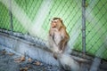 Sad monkey in a cage at the zoo. Royalty Free Stock Photo