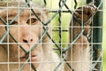 Sad Monkey Caged Royalty Free Stock Photo