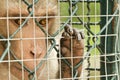 Sad monkey caged Royalty Free Stock Photo