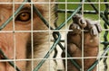 Sad monkey caged Royalty Free Stock Photo