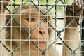 Sad monkey caged Royalty Free Stock Photo