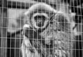 Sad monkey caged Royalty Free Stock Photo