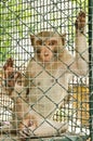 Sad monkey caged Royalty Free Stock Photo