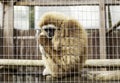 Sad monkey caged Royalty Free Stock Photo