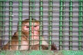 Sad Monkey Imprisoned in The Cell at Zoo Royalty Free Stock Photo