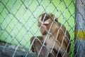 Sad monkey in a cage at the zoo Royalty Free Stock Photo