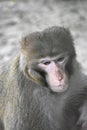 A Sad Monkey looking outside. Close shot of a monkey Royalty Free Stock Photo