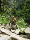 Sad Monkey stunned on top the rock at Grojogan Sewu, Indonesia