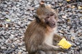 Sad Monkey with a sweet corn, Thailand Royalty Free Stock Photo