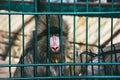 Sad monkey in zoo cage Royalty Free Stock Photo