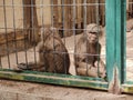 Sad monkeys sitting on the concrete ground behind cage fence at the zoo Royalty Free Stock Photo