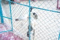 Sad Monkeys in Zoo Cage. Vintage image of two monkeys looking dejected in a an old style zoo. Photo taken in Central Park Zoo Royalty Free Stock Photo