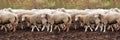 Sad muzzle sheep livestock. Group wool agriculture meadow animal Royalty Free Stock Photo