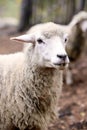 Sad muzzle sheep livestock. Group wool agriculture meadow animal Royalty Free Stock Photo