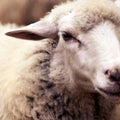Sad muzzle sheep livestock. Group wool agriculture meadow animal Royalty Free Stock Photo