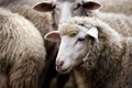 Sad muzzle sheep livestock. Group wool agriculture meadow animal Royalty Free Stock Photo