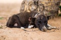 Sad, neglected, mistreated or abused and abandoned puppy dog lying in the sand, on a rope nose full of sand Royalty Free Stock Photo