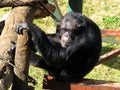 Sad Old Chimpanzee Royalty Free Stock Photo