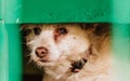 Sad old dog in his cage Royalty Free Stock Photo