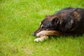 Sad old dog is lying on the bright green grass Royalty Free Stock Photo