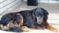 Sad old dog lying near the house Royalty Free Stock Photo