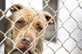 Sad Old Homeless Dog in Shelter Kennel Royalty Free Stock Photo