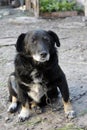 Sad old mongrel dog on a chain. Shaggy dog, dog guarding the house. Royalty Free Stock Photo