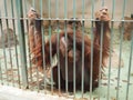 sad orangutan behind bars. Orangutans, orang utan - forest man, Pongo - genus of arboreal apes, one of the closest to Royalty Free Stock Photo