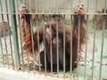 sad orangutan behind bars. Orangutans, orang utan - forest man, Pongo - genus of arboreal apes, one of the closest to Royalty Free Stock Photo