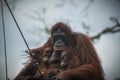 Sad orangutan with two children sits together