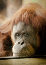 Sad orangutang at the zoo Royalty Free Stock Photo