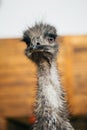 Sad ostrich Emu portrait of a short distance Royalty Free Stock Photo