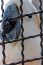 Sad parrot in cage looks for escape